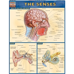 The Senses Quick Reference Guide