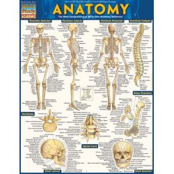 Anatomy Quick Reference Guide