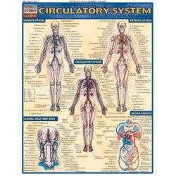 Circulatory System Quick Reference Guide