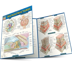 Anatomy: Microstructures Quick Reference Guide